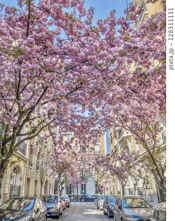 フランスの桜並木 フランスの桜並木 128311131