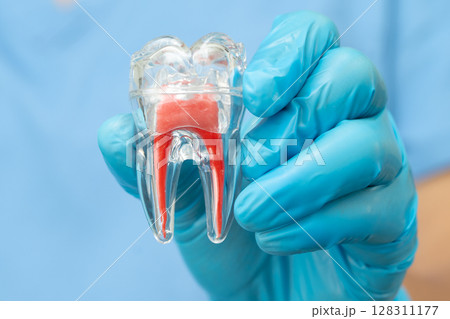 Asian dentist holding dental implant, artificial tooth roots into jaw, root canal of dental treatment, gum disease, teeth model for dentist. Asian dentist holding dental implant, artificial tooth roots into jaw, root canal of dental treatment, gum disease, teeth model for dentist. 128311177