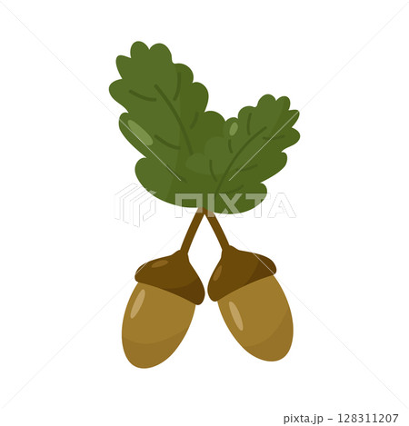 Acorns. Oak branch. Isolated on a white background. Autumn vector. In the style of a hand drawing. 128311207