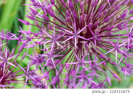 球状の花が咲くアリウム　パープルレインの花のクローズアップ 128311675