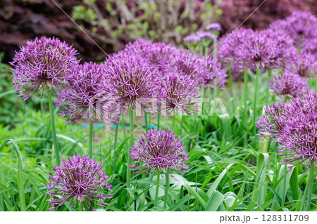 球状の花が咲くユニークなアリウム パープルレインの花 球状の花が咲くユニークなアリウム パープルレインの花 128311709