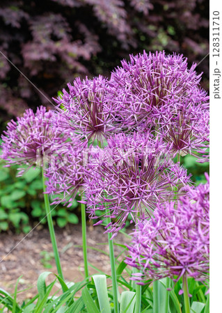 球状の花が咲くユニークなアリウム　パープルレインの花 128311710
