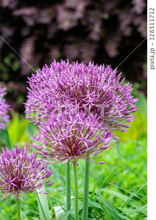 球状の花が咲くユニークなアリウム　パープルレインの花 128311712