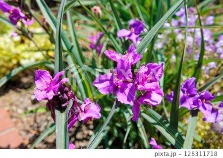 初夏のガーデンのムラサキツユクサの花 初夏のガーデンのムラサキツユクサの花 128311718