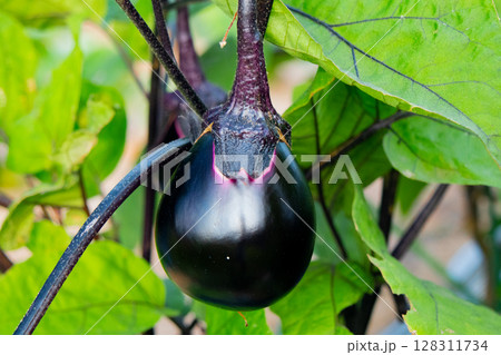 市民農園で収穫間近のナスビ 128311734