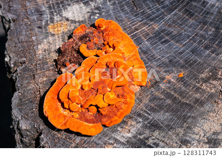 夏に発生した鮮やかなオレンジ色のヒイロタケ 128311743
