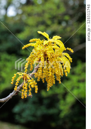 春の森林でひっそりと咲くナラガシワの花 128311748