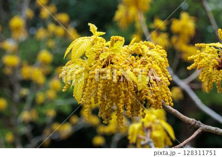 春の森林でひっそりと咲くナラガシワの花 春の森林でひっそりと咲くナラガシワの花 128311751