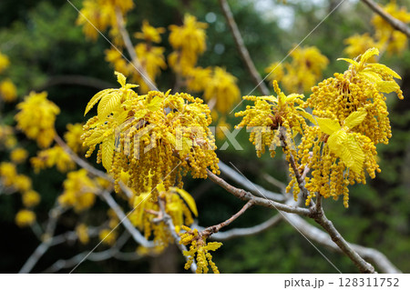 春の森林でひっそりと咲くナラガシワの花 128311752