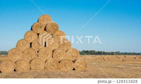 haystacks stacked on the field, harvested for the winter, haymaking haystacks stacked on the field, harvested for the winter, haymaking 128311828