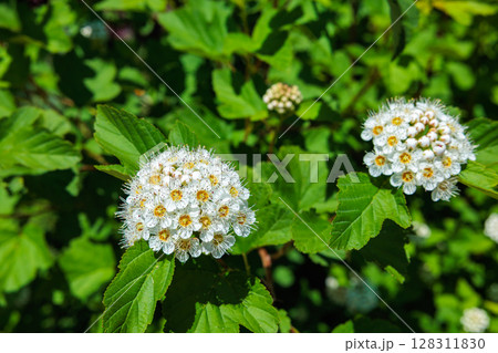 春の森林に咲く沢山のコデマリの花 春の森林に咲く沢山のコデマリの花 128311830