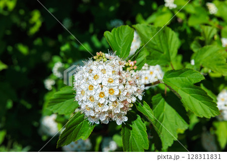 春の森林に咲く沢山のコデマリの花 春の森林に咲く沢山のコデマリの花 128311831