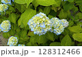 紫陽花 128312466