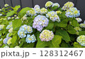紫陽花 128312467