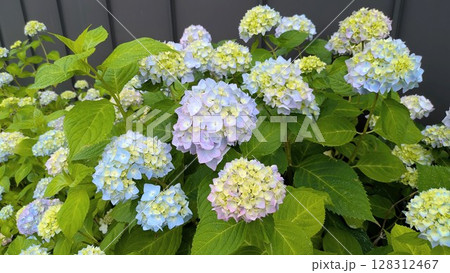 紫陽花 紫陽花 128312467