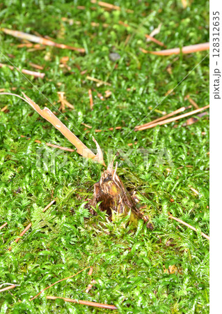 圓光寺の 圓光寺の 128312635