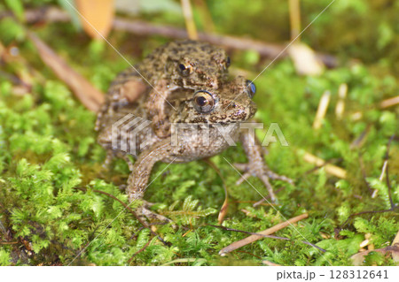 圓光寺の仲良しのカエル 128312641