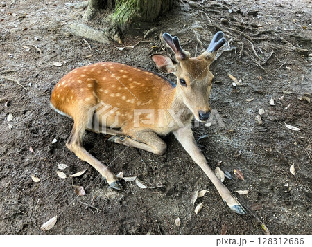 木陰で座り込んでこちらを見つめるオスのニホンジカ 木陰で座り込んでこちらを見つめるオスのニホンジカ 128312686