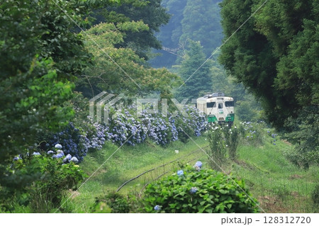 小湊鐵道「紫陽花の花咲く山間部を走る列車」 小湊鐵道「紫陽花の花咲く山間部を走る列車」 128312720
