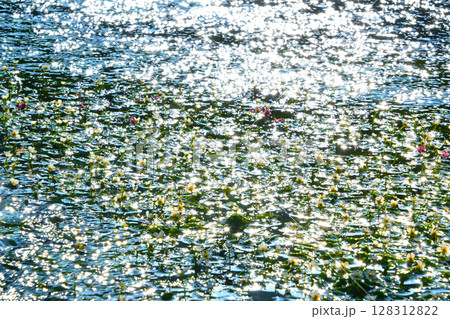 陽を浴びて輝くバイガモの花 128312822