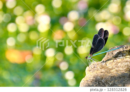 バイガモの清流で見かけたハグロトンボ 128312826