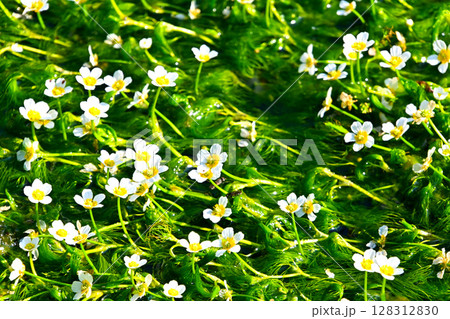 清流にゆれるバイガモの花 清流にゆれるバイガモの花 128312830