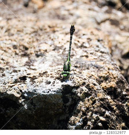 岩にとまるアオサナエ 128312977