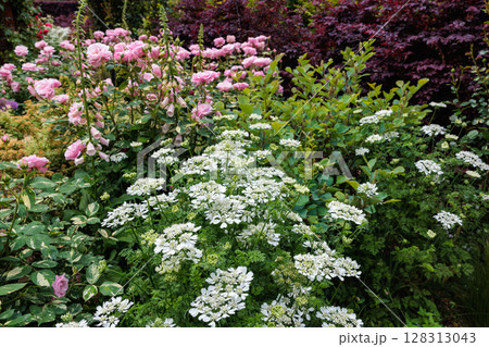 初夏のガーデンで美しく咲くピンク色のバラとオルレアの花 128313043
