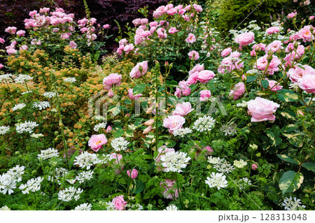 初夏のガーデンで美しく咲くピンク色のバラとオルレアの花 128313048