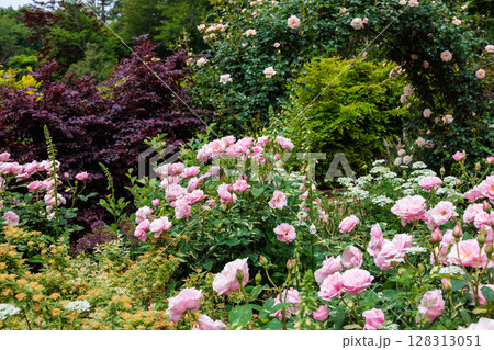 初夏のガーデンで美しく咲くピンク色のバラとオルレアの花 128313051