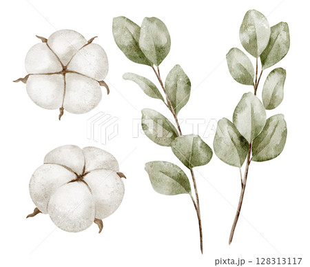 Watercolor illustration of Cotton flowers and Eucalyptus leaves in pastel green and white colors. Botanical drawing of delicate branches and plants for baby shower invitations or wedding greeting card 128313117