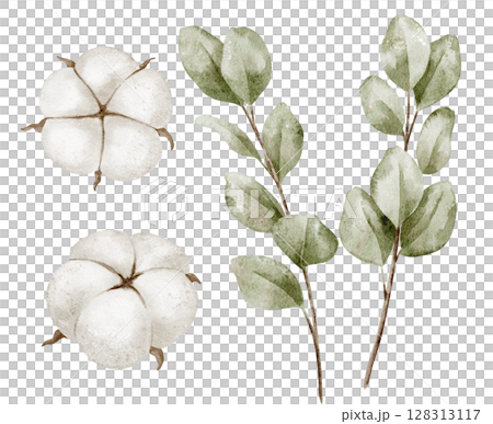 Watercolor illustration of Cotton flowers and Eucalyptus leaves in pastel green and white colors. Botanical drawing of delicate branches and plants for baby shower invitations or wedding greeting card 128313117