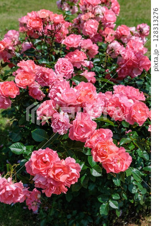 ローズガーデンで咲く美しいオレンジ色のバラの花 128313276