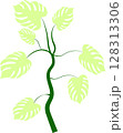 Monstera bush with green leaves on stem on isolated background 128313306