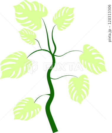Monstera bush with green leaves on stem on isolated background Monstera bush with green leaves on stem on isolated background 128313306