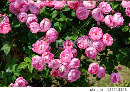 ローズガーデンで咲く美しいピンクのカップ咲きのバラの花 128313308