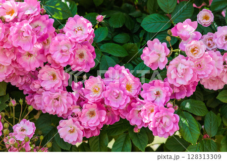 ローズガーデンで咲く美しいピンクのカップ咲きのバラの花 128313309