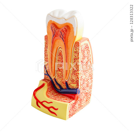 Dental implant, artificial tooth roots into jaw, root canal of dental treatment, gum disease, teeth model for dentist studying about dentistry. 128313322