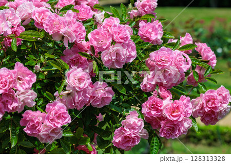 ローズガーデンで咲く美しいピンクのバラの花 ローズガーデンで咲く美しいピンクのバラの花 128313328