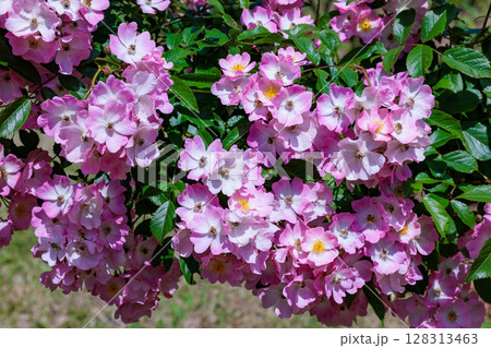 ローズガーデンのピンク色の修景バラの花 ローズガーデンのピンク色の修景バラの花 128313463
