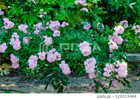 ローズガーデンのピンク色の修景バラの花 ローズガーデンのピンク色の修景バラの花 128313464