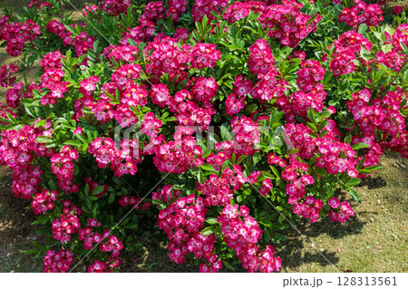 ローズガーデンの赤い修景バラの花 128313561