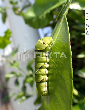 ナミアゲハ　5齢幼虫 128313592