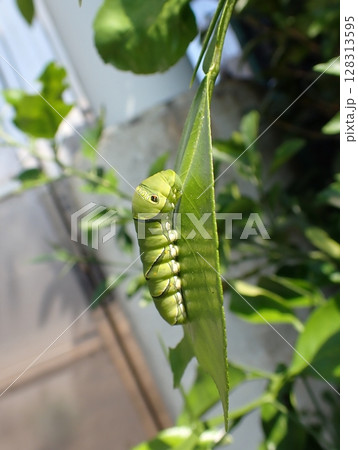 ナミアゲハ 5齢幼虫 ナミアゲハ 5齢幼虫 128313595