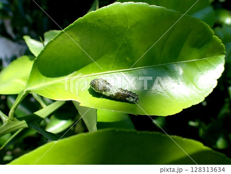 ナミアゲハ　中齢幼虫 128313634