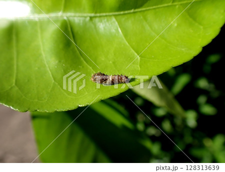 ナミアゲハ　2齢幼虫 128313639