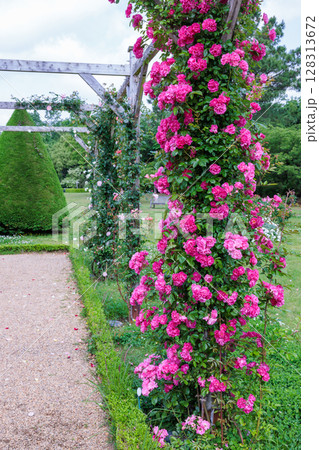 パーゴラで咲く美しいピンクのバラの花 128313672