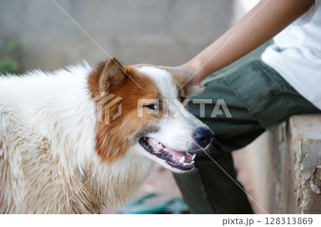 Hand of people touching on Thai Bangkaew dog with fluffy white and brown fur. A Loyal and cheerful dog Hand of people touching on Thai Bangkaew dog with fluffy white and brown fur. A Loyal and cheerful dog 128313869