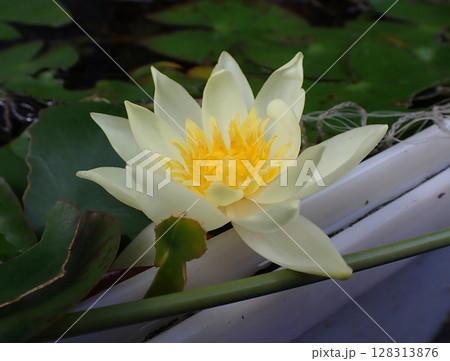 黄色のスイレンの花 黄色のスイレンの花 128313876