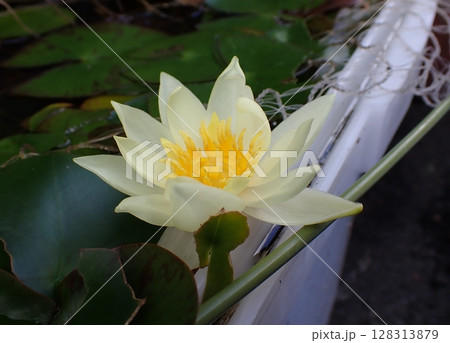 黄色のスイレンの花 128313879